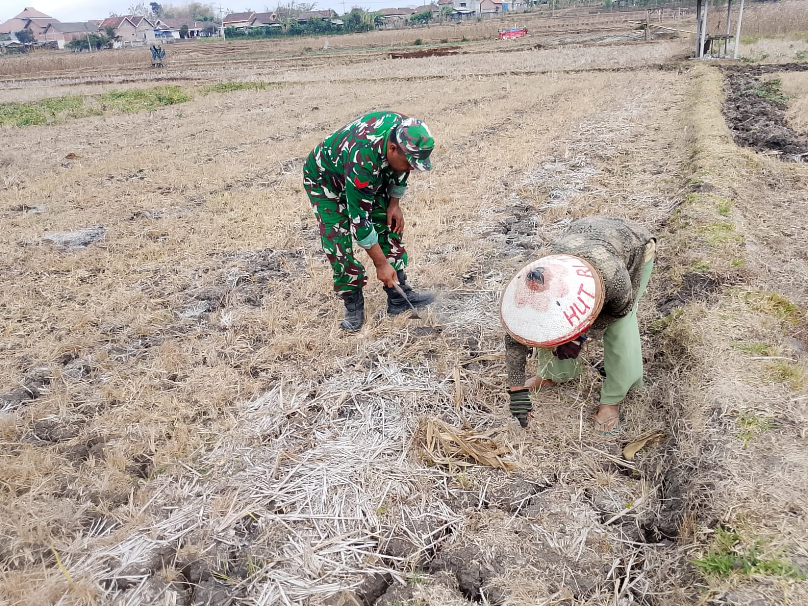 Babinsa Panggunghuni Dampingi Petani Bersihkan Lahan Jagung, Dorong Produktivitas Pertanian